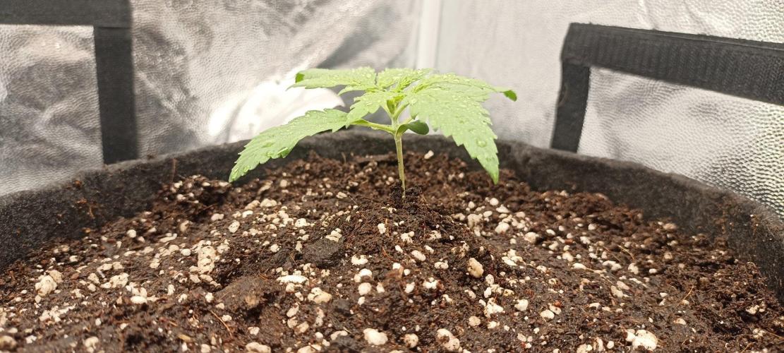 🌱 GrowReport #2 | Frostbanger & Friends. Week 3 - #2 Transplantated