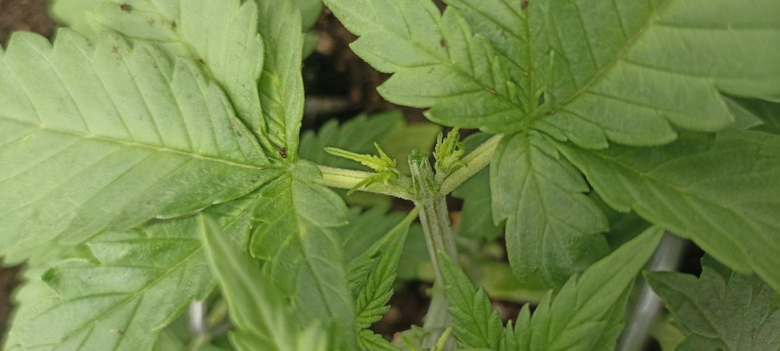 🌱 GrowReport #2 | Frostbanger & Friends. Week 3 - #1 Side collas topped 