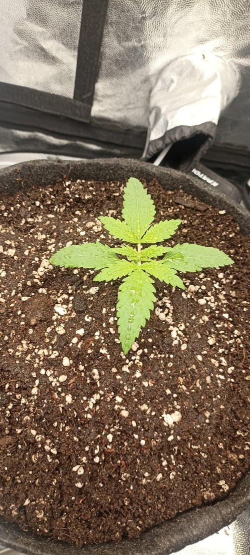 🌱 GrowReport #2 | Frostbanger & Friends. Week 3 - #2