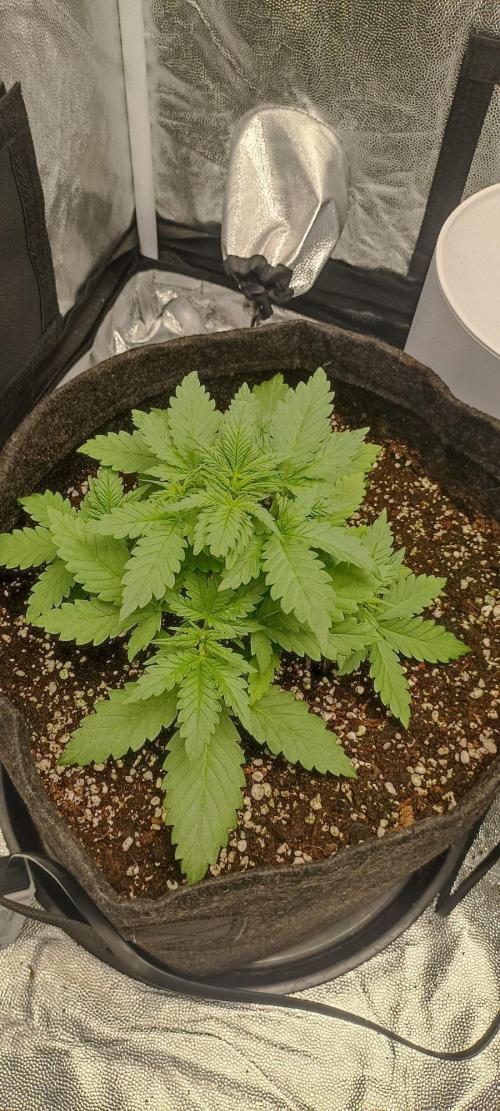 🌱 GrowReport #2 | Frostbanger & Friends. Week 3 - #1