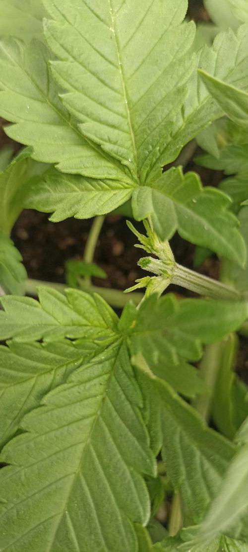 🌱 GrowReport #2 | Frostbanger & Friends. Week 3 - #1 Side collas topped