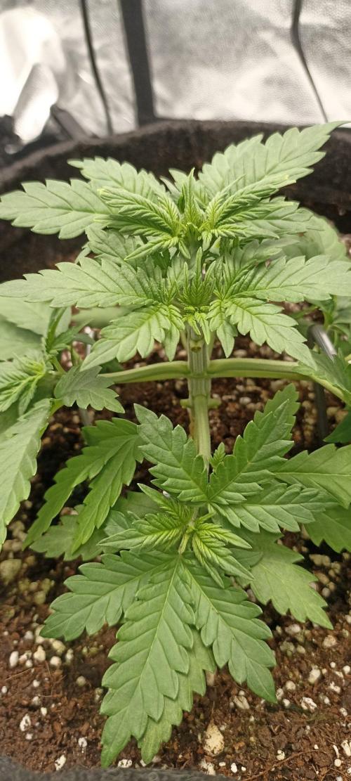 🌱 GrowReport #2 | Frostbanger & Friends. Week 3
