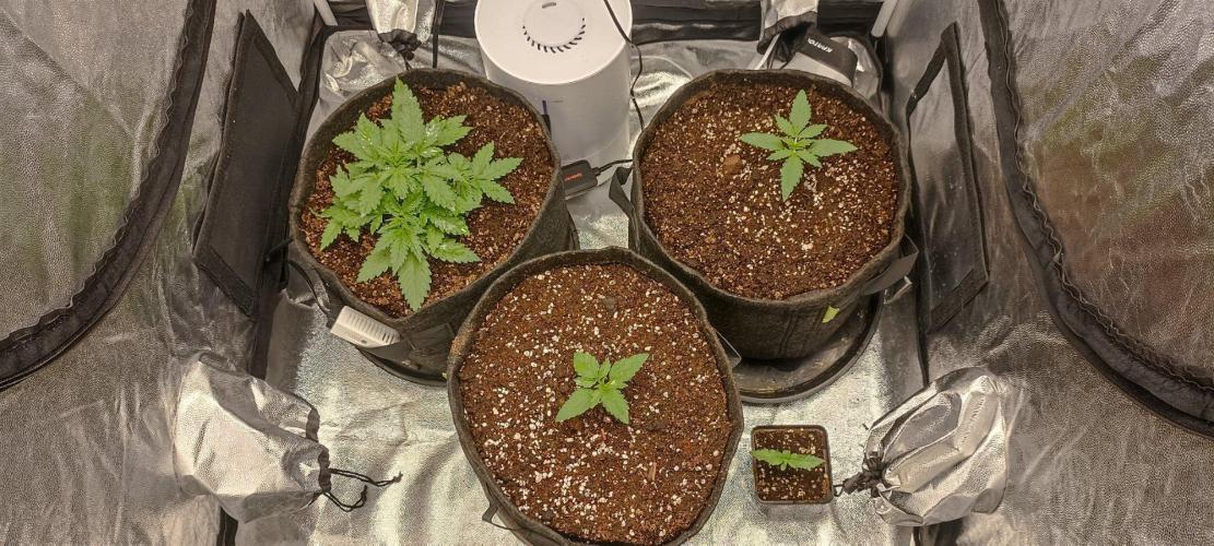 🌱 GrowReport #2 | Frostbanger & Friends. Week 3 - All in row