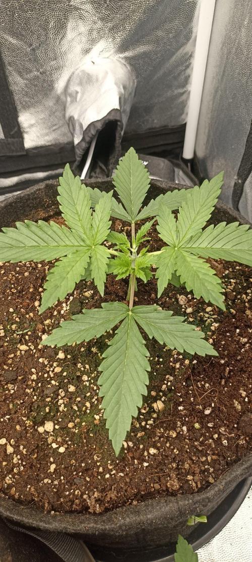 🌱 GrowReport #2 | Frostbanger & Friends. Week 3 - #2 Topped