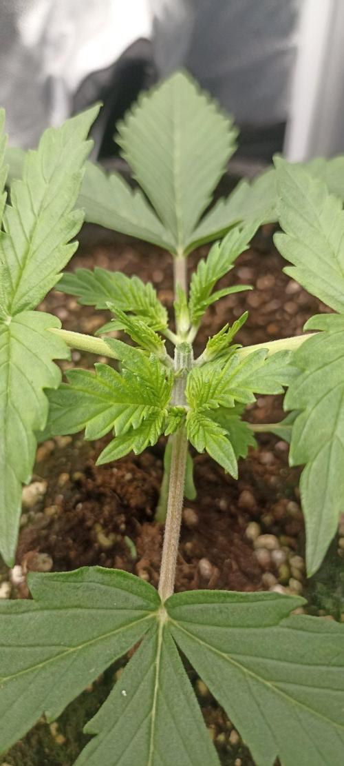 🌱 GrowReport #2 | Frostbanger & Friends. Week 3 - #2 Topped