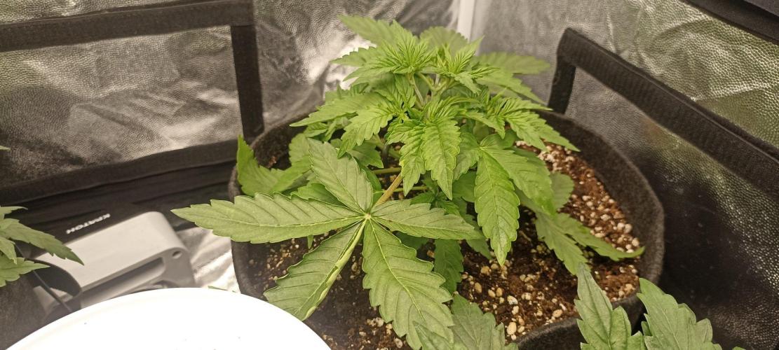 🌱 GrowReport #2 | Frostbanger & Friends. Week 4