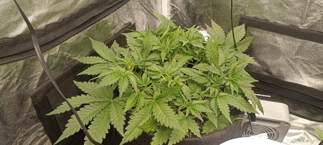 🌱 GrowReport #2 | Frostbanger & Friends. Week 4
