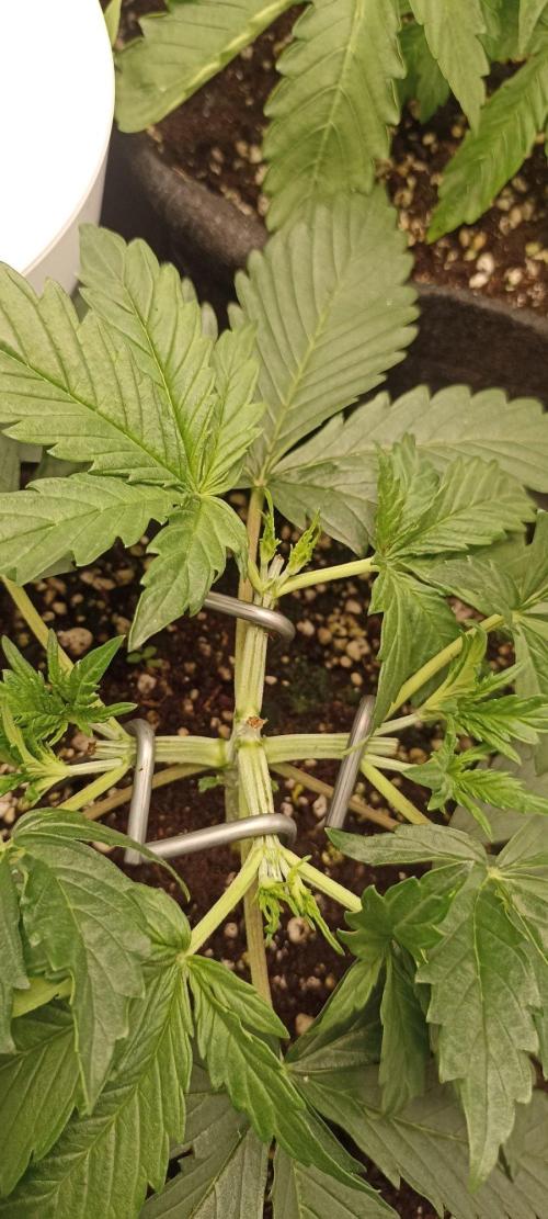 🌱 GrowReport #2 | Frostbanger & Friends. Week 4