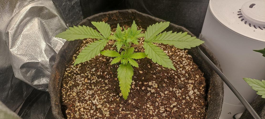 🌱 GrowReport #2 | Frostbanger & Friends. Week 4
