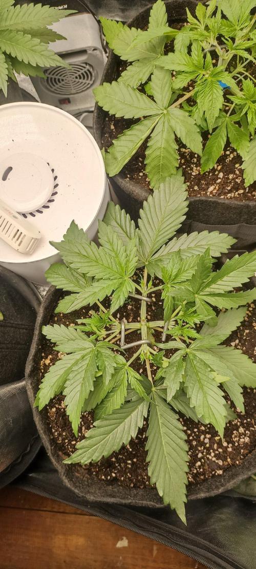 🌱 GrowReport #2 | Frostbanger & Friends. Week 4