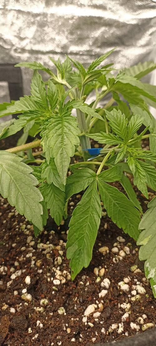 🌱 GrowReport #2 | Frostbanger & Friends. Week 4