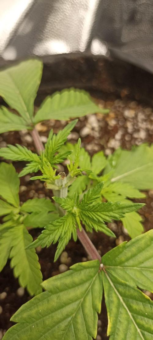 🌱 GrowReport #2 | Frostbanger & Friends. Week 4