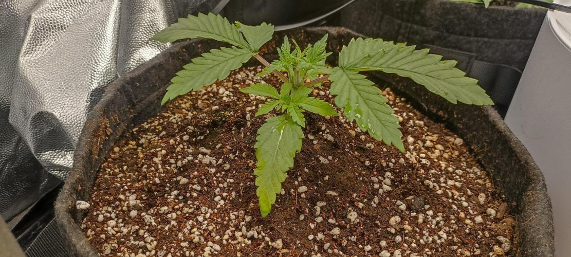 🌱 GrowReport #2 | Frostbanger & Friends. Week 4