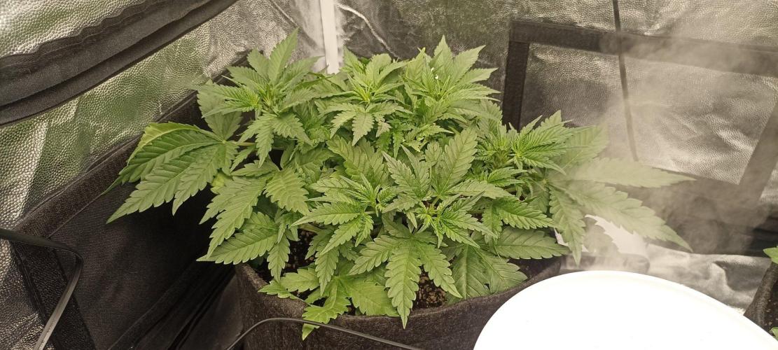 🌱 GrowReport #2 | Frostbanger & Friends. Week 4