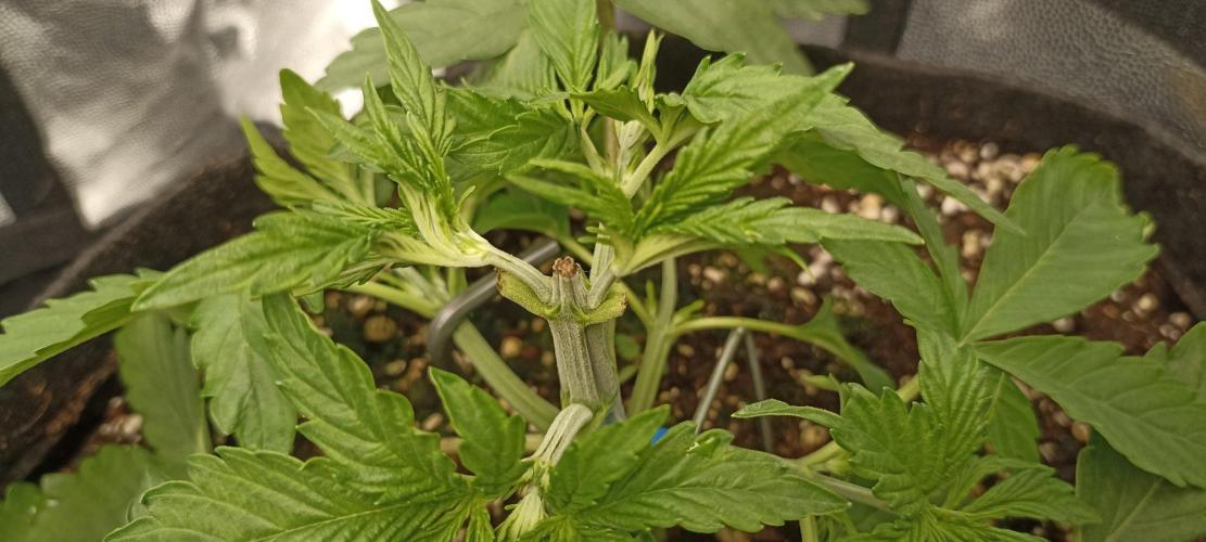 🌱 GrowReport #2 | Frostbanger & Friends. Week 4