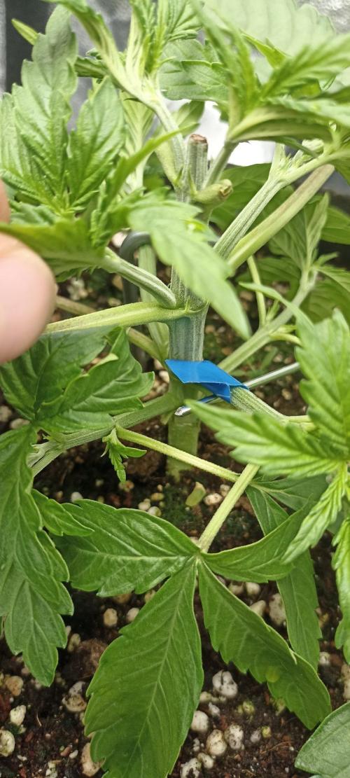 🌱 GrowReport #2 | Frostbanger & Friends. Week 4