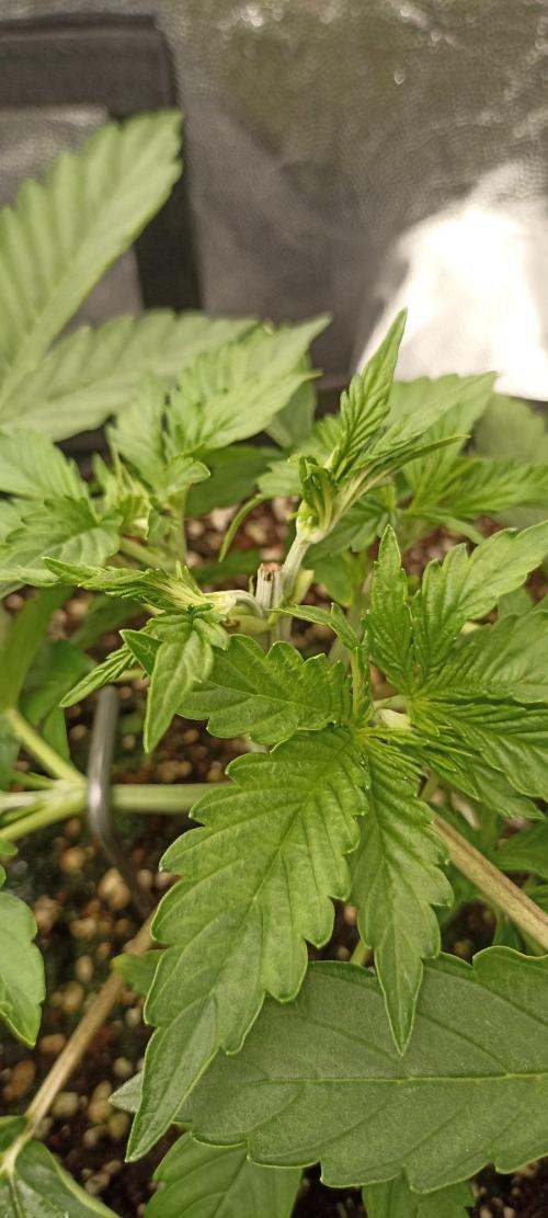 🌱 GrowReport #2 | Frostbanger & Friends. Week 4