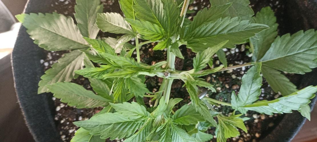 🌱 GrowReport #2 | Frostbanger & Friends. Week 4
