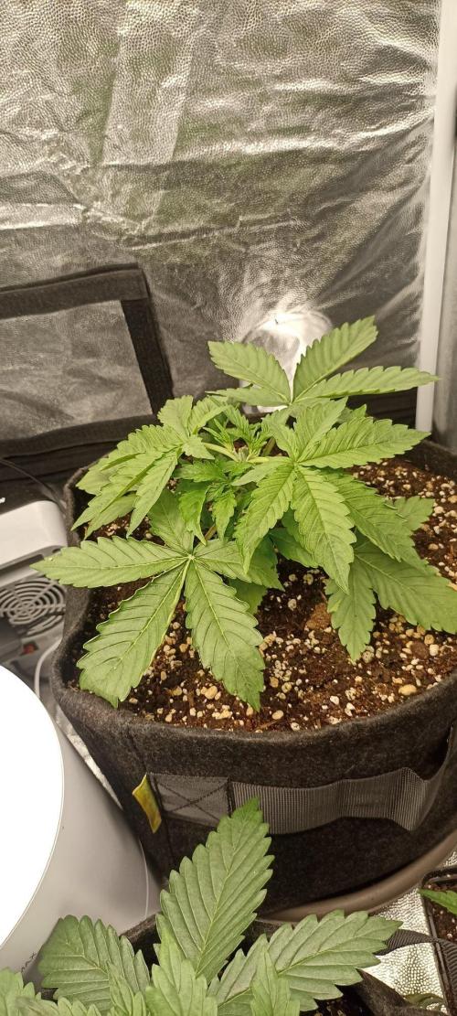 🌱 GrowReport #2 | Frostbanger & Friends. Week 4