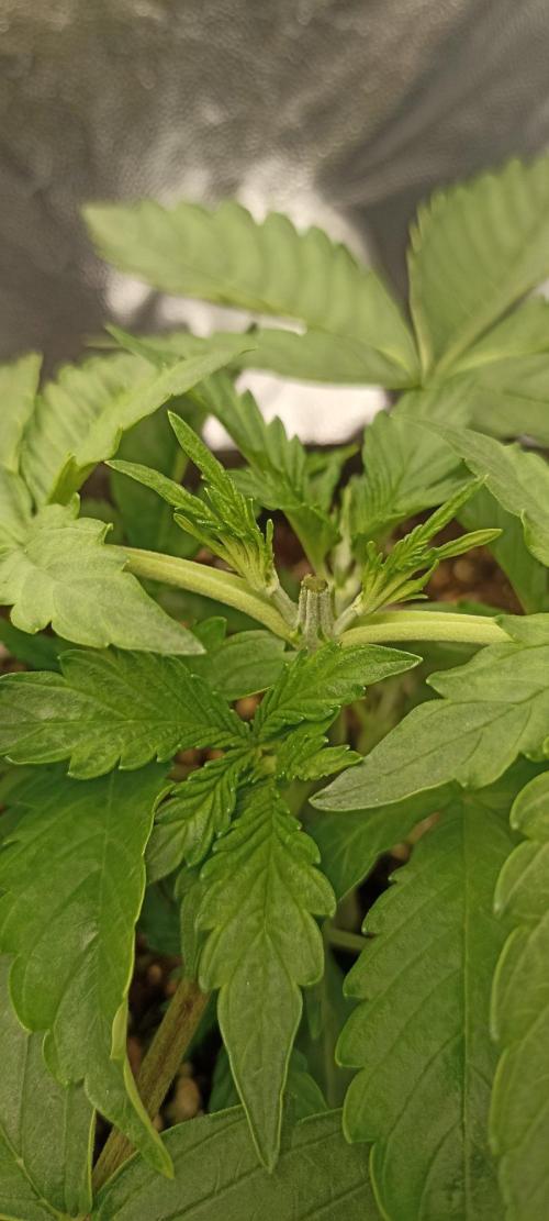 🌱 GrowReport #2 | Frostbanger & Friends. Week 4