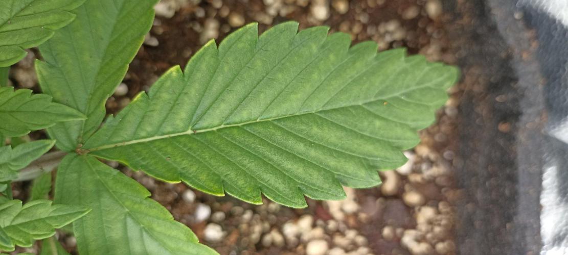 🌱 GrowReport #2 | Frostbanger & Friends. Week 4