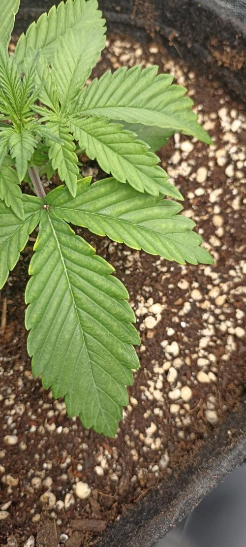 🌱 GrowReport #2 | Frostbanger & Friends. Week 4