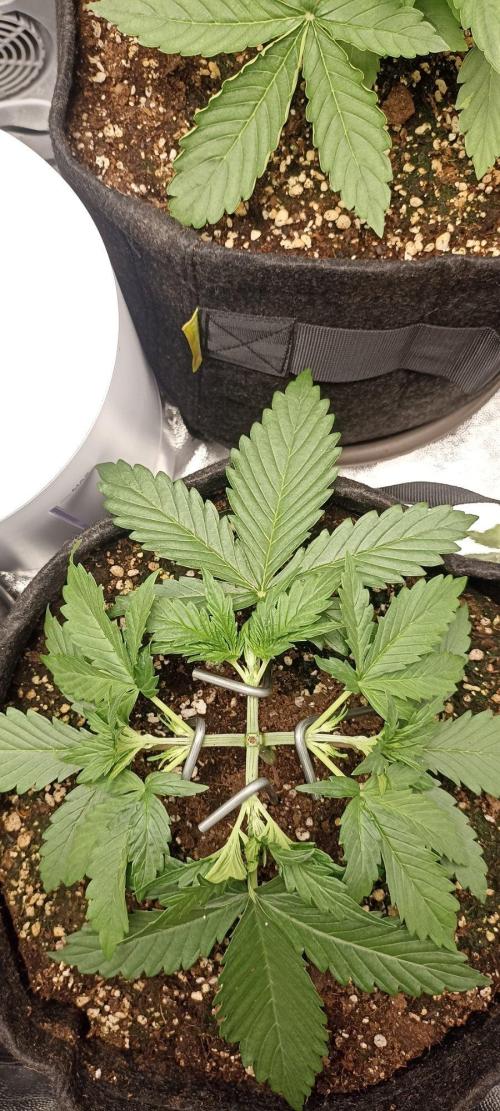 🌱 GrowReport #2 | Frostbanger & Friends. Week 4