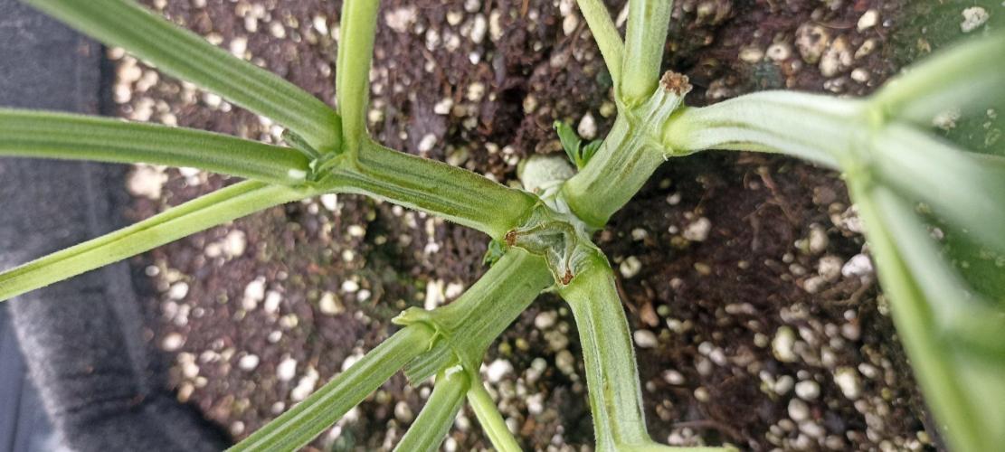 🌱 GrowReport #2 | Frostbanger & Friends. Week 5
