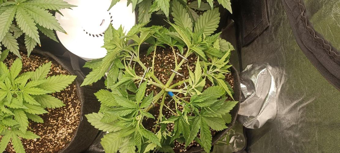 🌱 GrowReport #2 | Frostbanger & Friends. Week 5