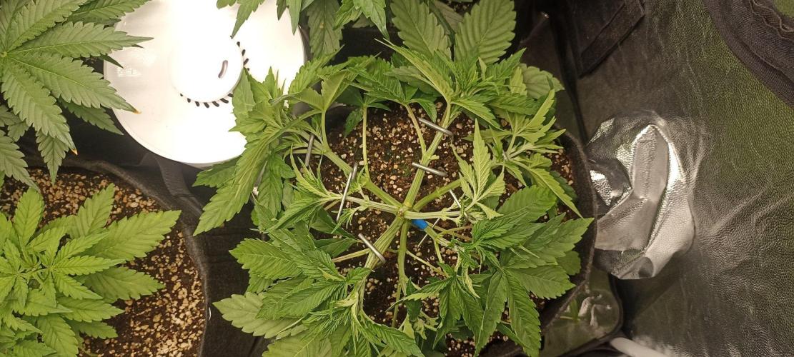🌱 GrowReport #2 | Frostbanger & Friends. Week 5