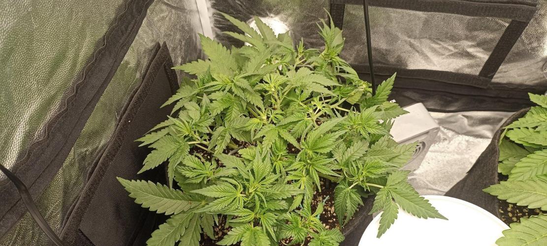 🌱 GrowReport #2 | Frostbanger & Friends. Week 5
