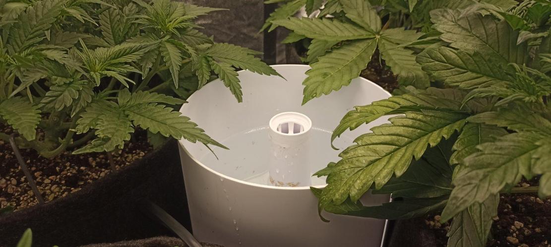 🌱 GrowReport #2 | Frostbanger & Friends. Week 5