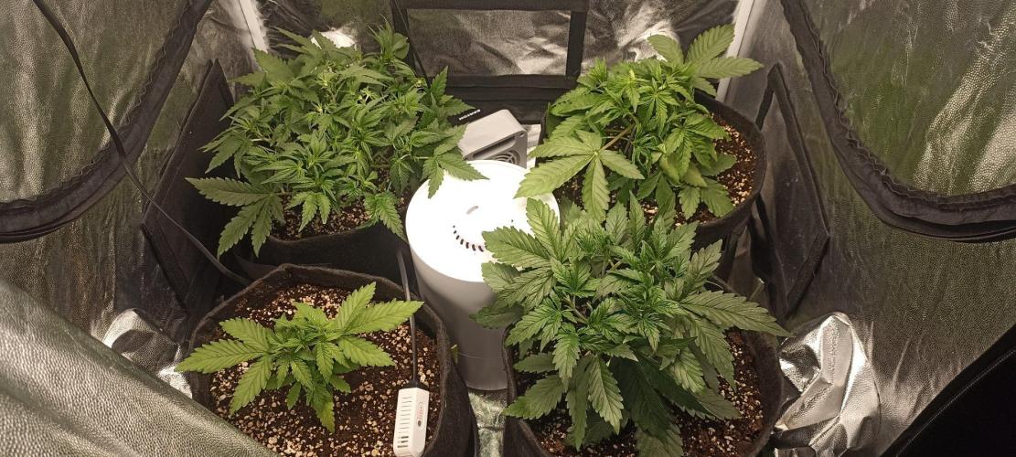 🌱 GrowReport #2 | Frostbanger & Friends. Week 5