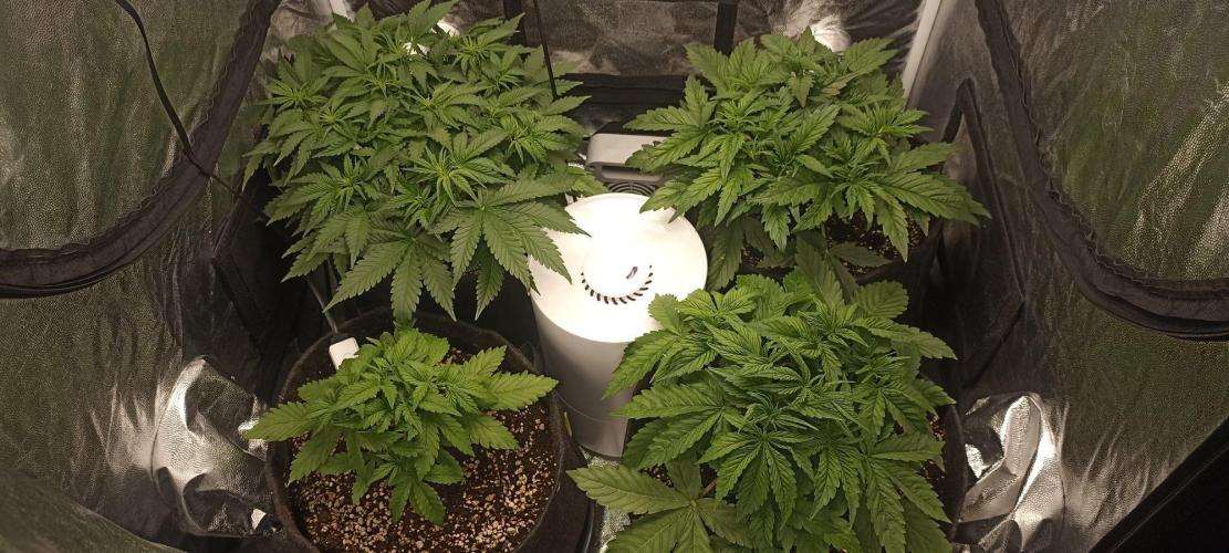🌱 GrowReport #2 | Frostbanger & Friends. Week 5
