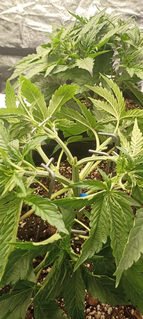🌱 GrowReport #2 | Frostbanger & Friends. Week 5