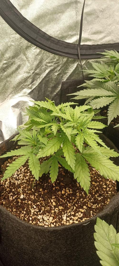 🌱 GrowReport #2 | Frostbanger & Friends. Week 5