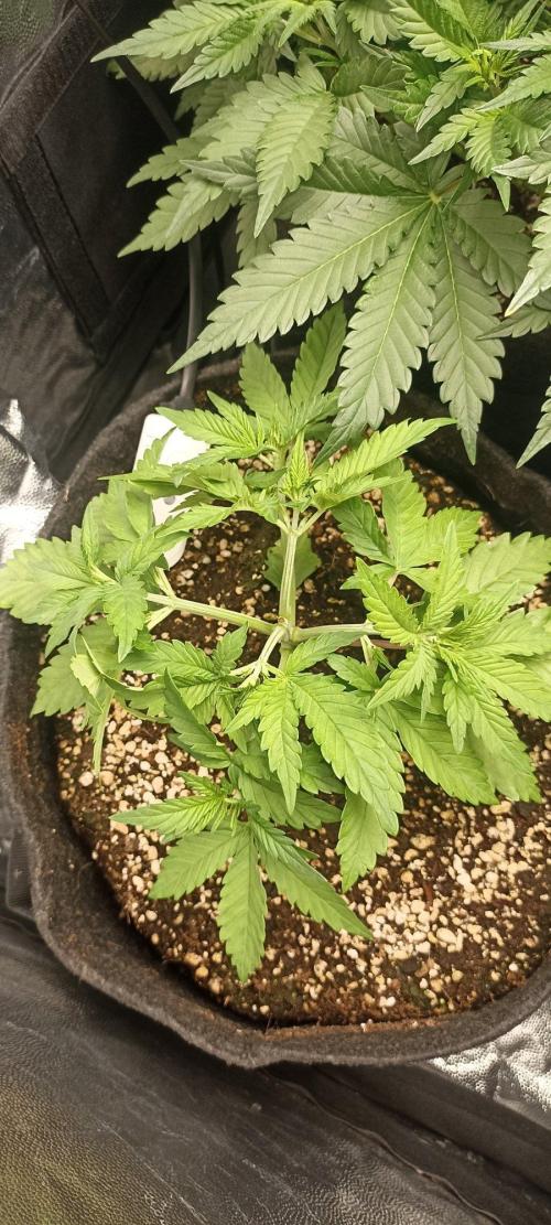 🌱 GrowReport #2 | Frostbanger & Friends. Week 5