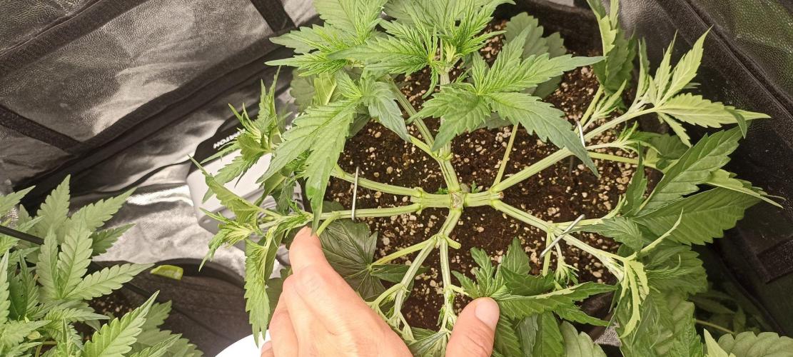 🌱 GrowReport #2 | Frostbanger & Friends. Week 5