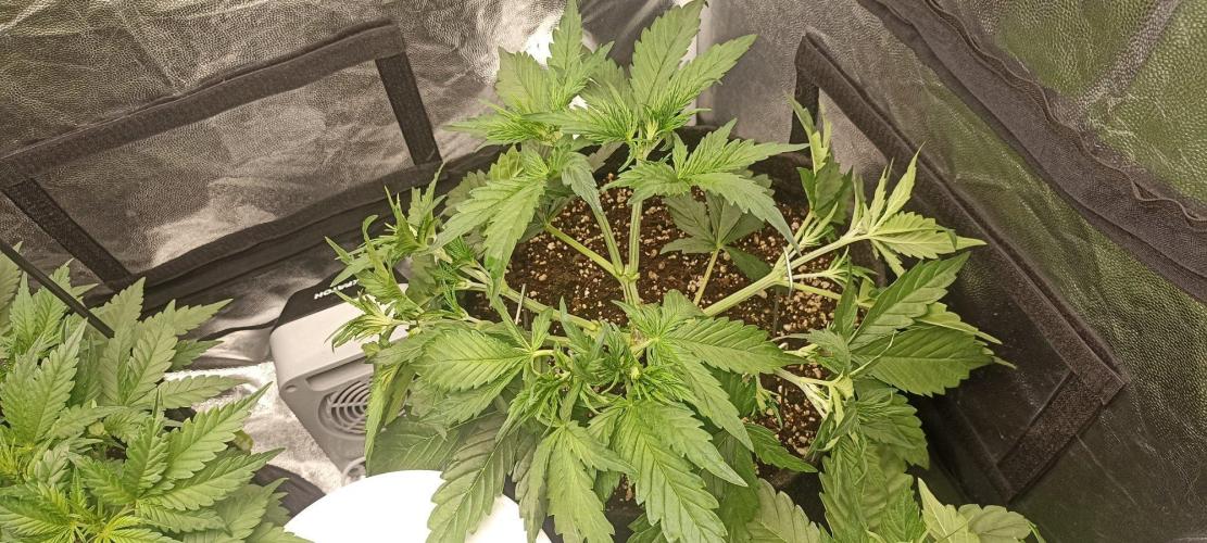 🌱 GrowReport #2 | Frostbanger & Friends. Week 5