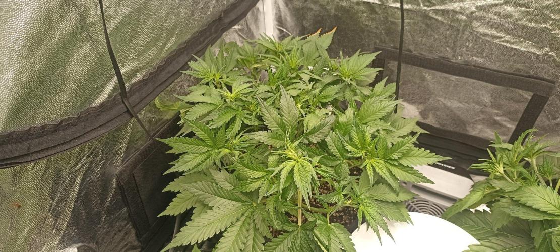 🌱 GrowReport #2 | Frostbanger & Friends. Week 5
