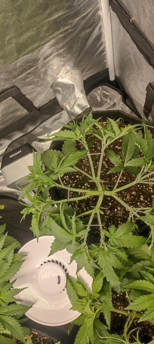🌱 GrowReport #2 | Frostbanger & Friends. Week 5