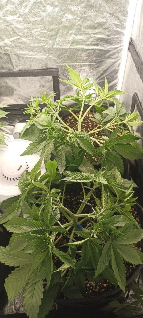 🌱 GrowReport #2 | Frostbanger & Friends. Week 5