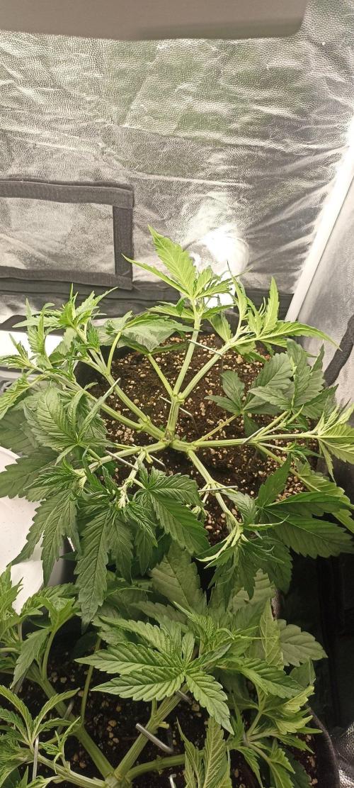🌱 GrowReport #2 | Frostbanger & Friends. Week 5