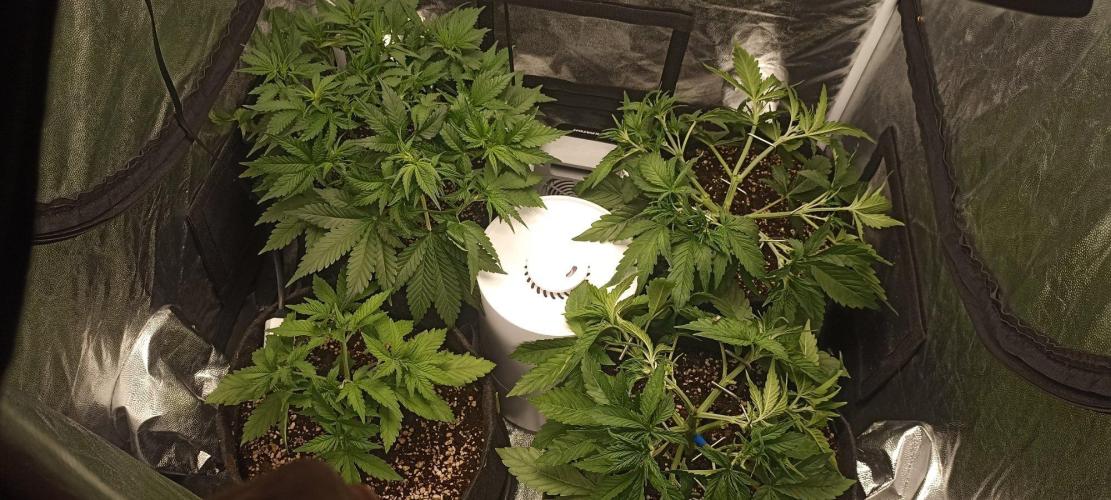 🌱 GrowReport #2 | Frostbanger & Friends. Week 5