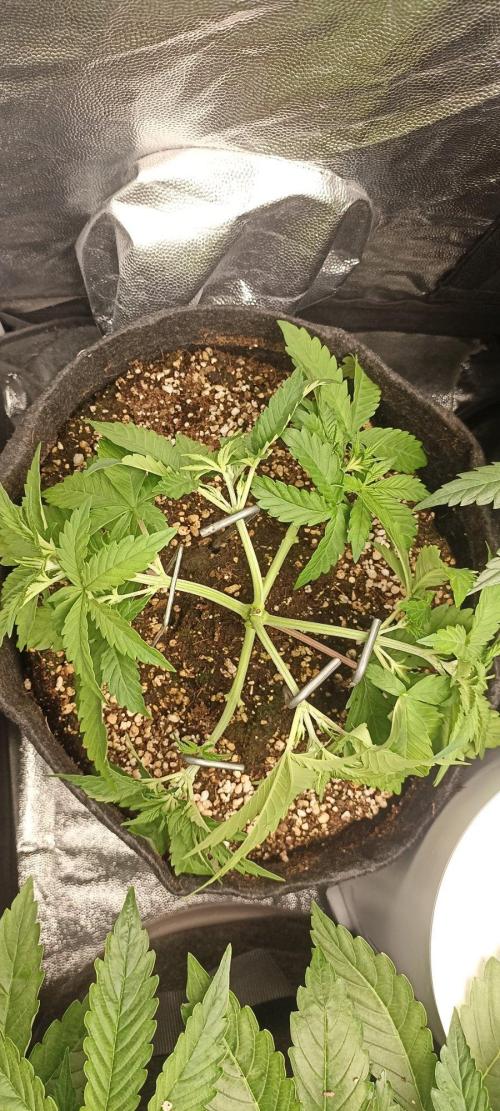 🌱 GrowReport #2 | Frostbanger & Friends. Week 5