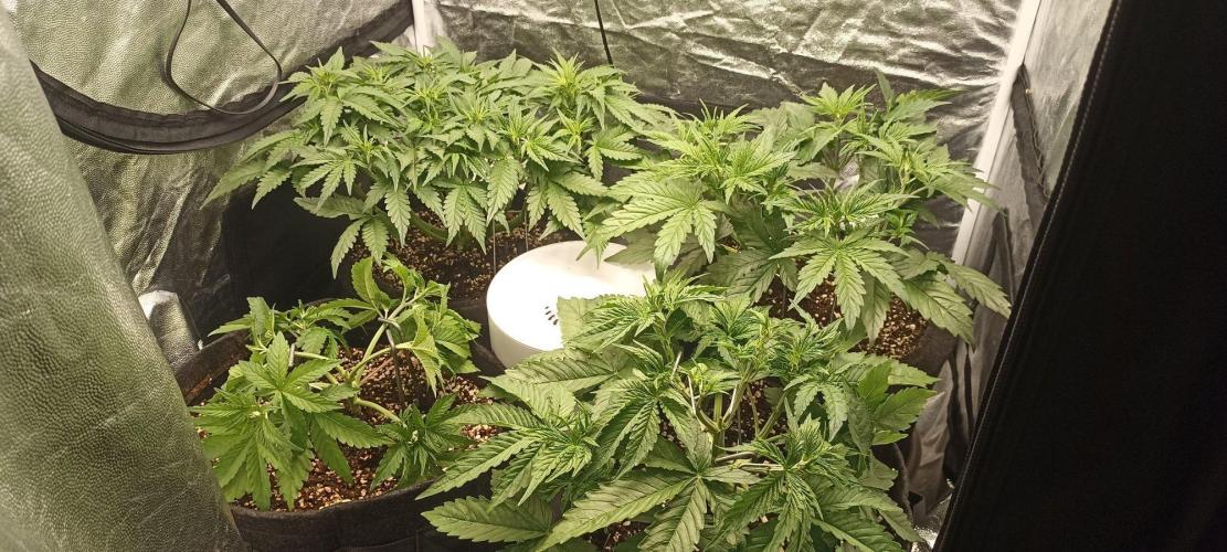 🌱 GrowReport #2 | Frostbanger & Friends. Week 5