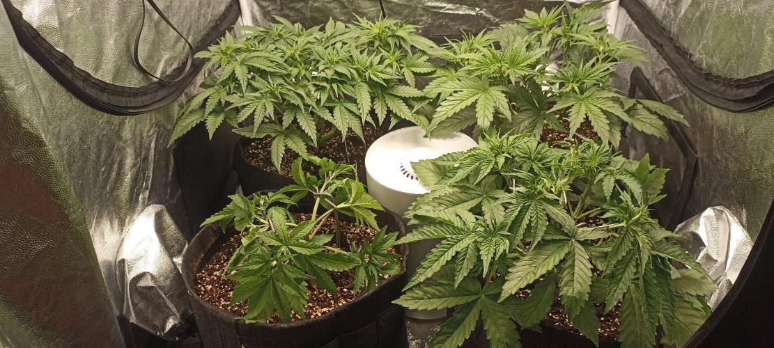 🌱 GrowReport #2 | Frostbanger & Friends. Week 5