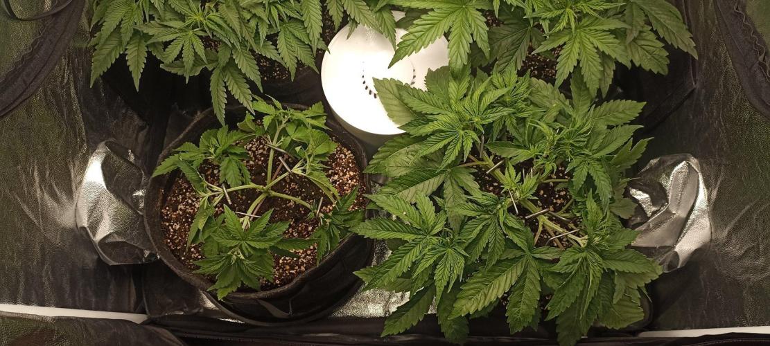 🌱 GrowReport #2 | Frostbanger & Friends. Week 5