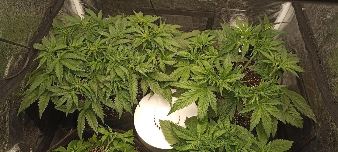 🌱 GrowReport #2 | Frostbanger & Friends. Week 5