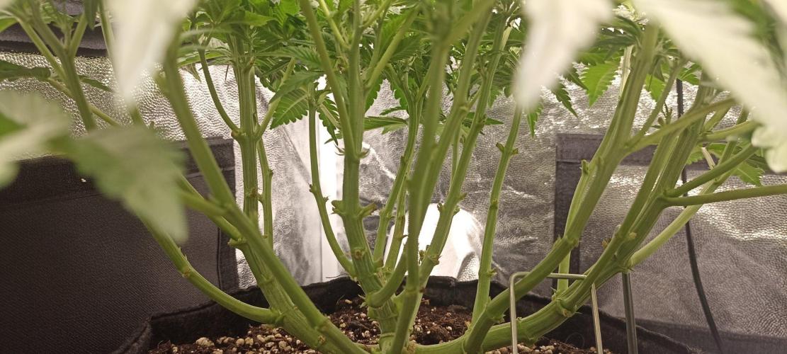 🌱 GrowReport #2 | Frostbanger & Friends. Week 5